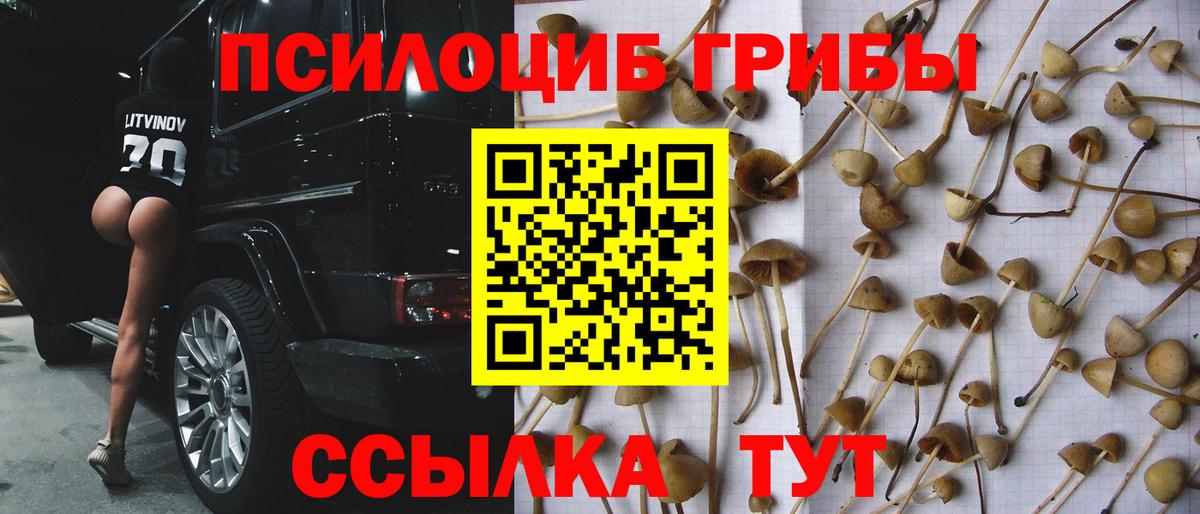 Псилоцибиновые грибы Psilocybe Сибай